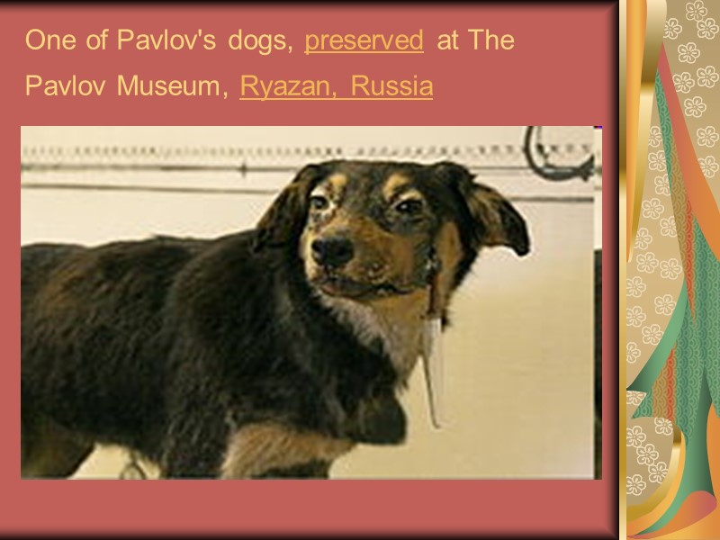 One of Pavlov's dogs, preserved at The Pavlov Museum, Ryazan, Russia